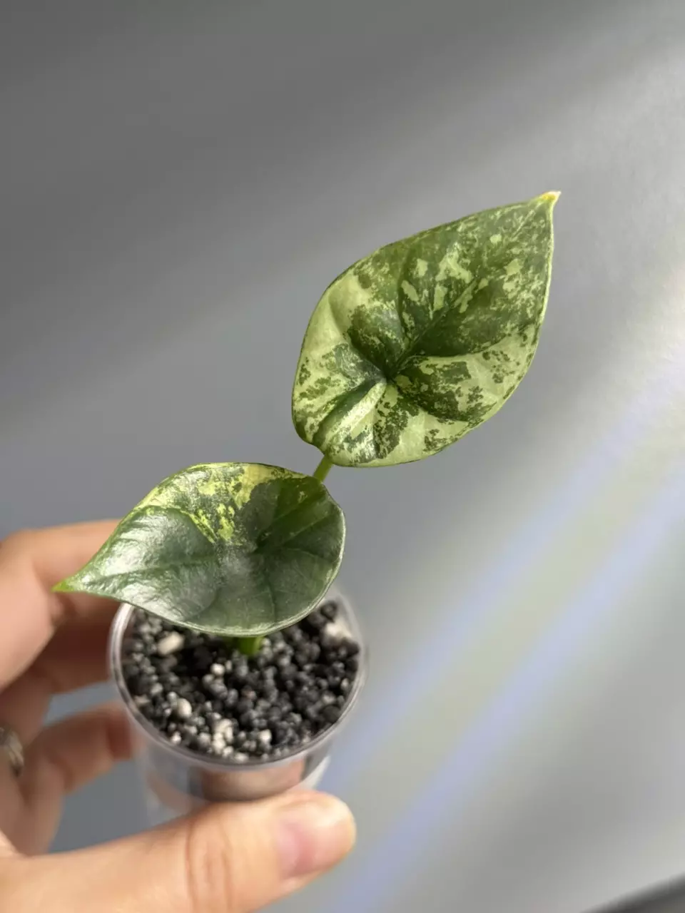 plant/Alocasia Sinuata albo pup-0