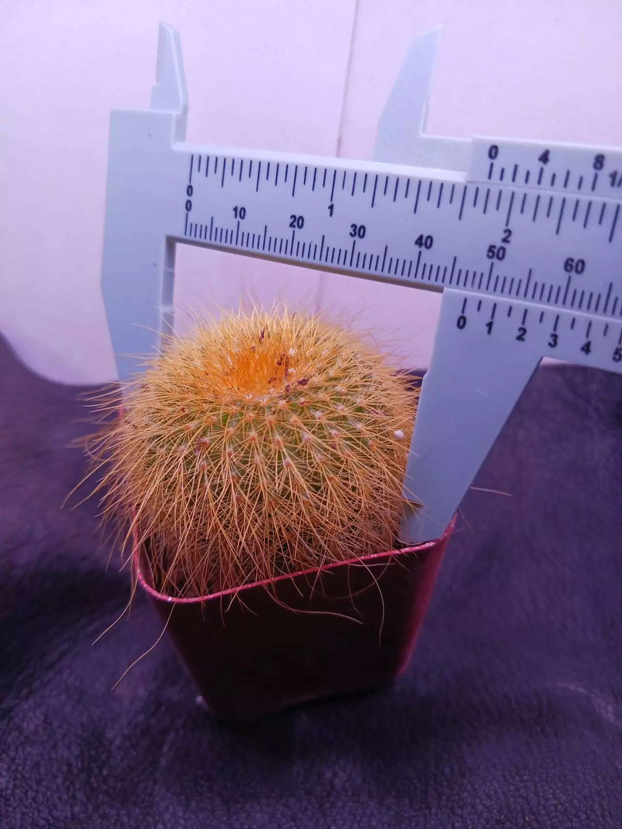 plant/Parodia magnifica "golden ball cactus"-0