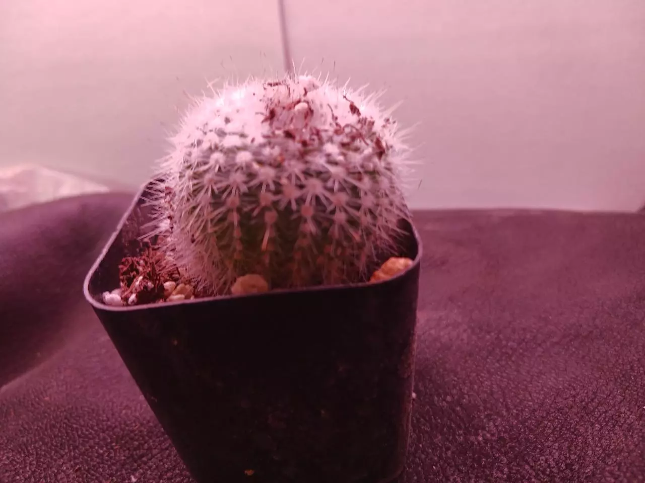 plant/Notocactus "silver ball"-0