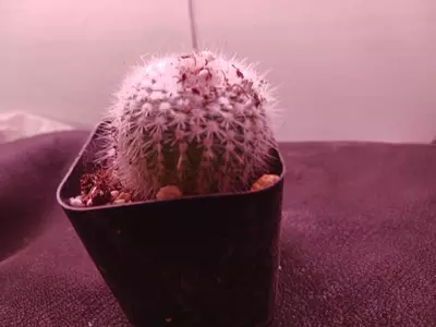 plant/Notocactus "silver ball"-0-thumbnail