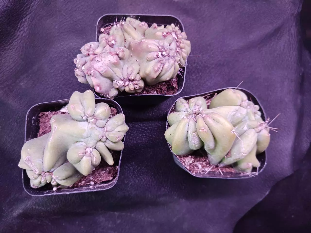 plant/Ming thing Cereus Forbesii monstrose-0