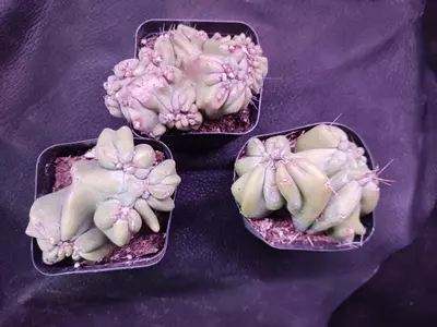 plant/Ming thing Cereus Forbesii monstrose-0-thumbnail