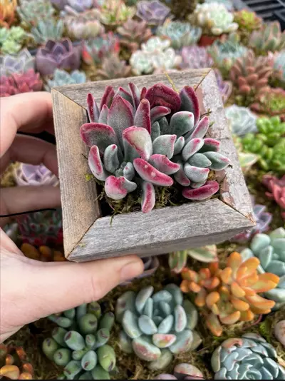 plant/Reclaimed Wood Planter - Small-7-thumbnail