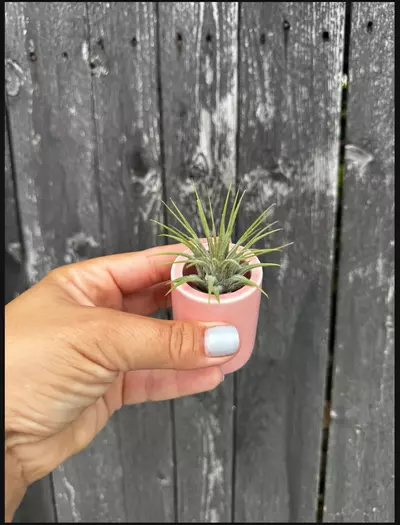 plant/Pink Pixie Pots - set of 3-1-thumbnail