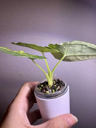 plant/✨Alocasia Dragons Breath Aurea ✨-1-thumbnail