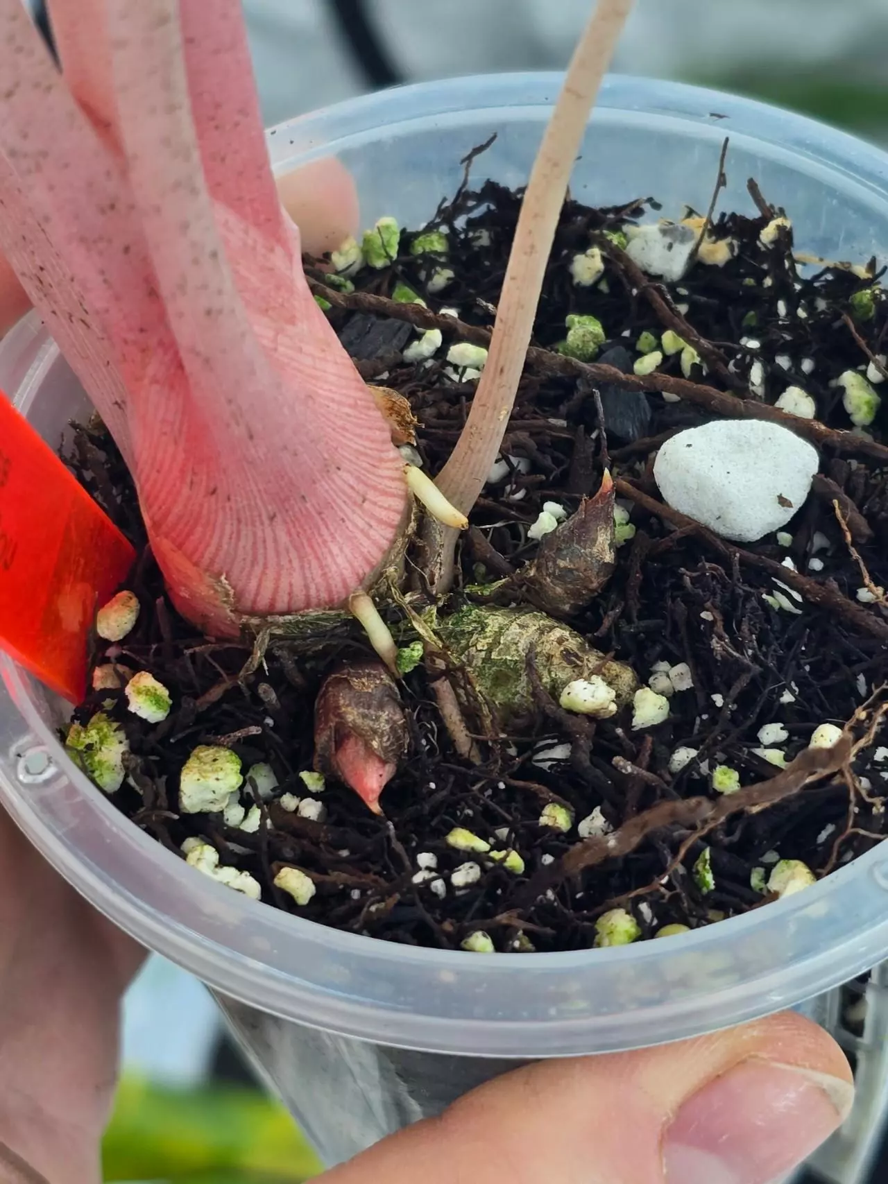 plant/Alocasia Pink Dragon Aurea Corm-4