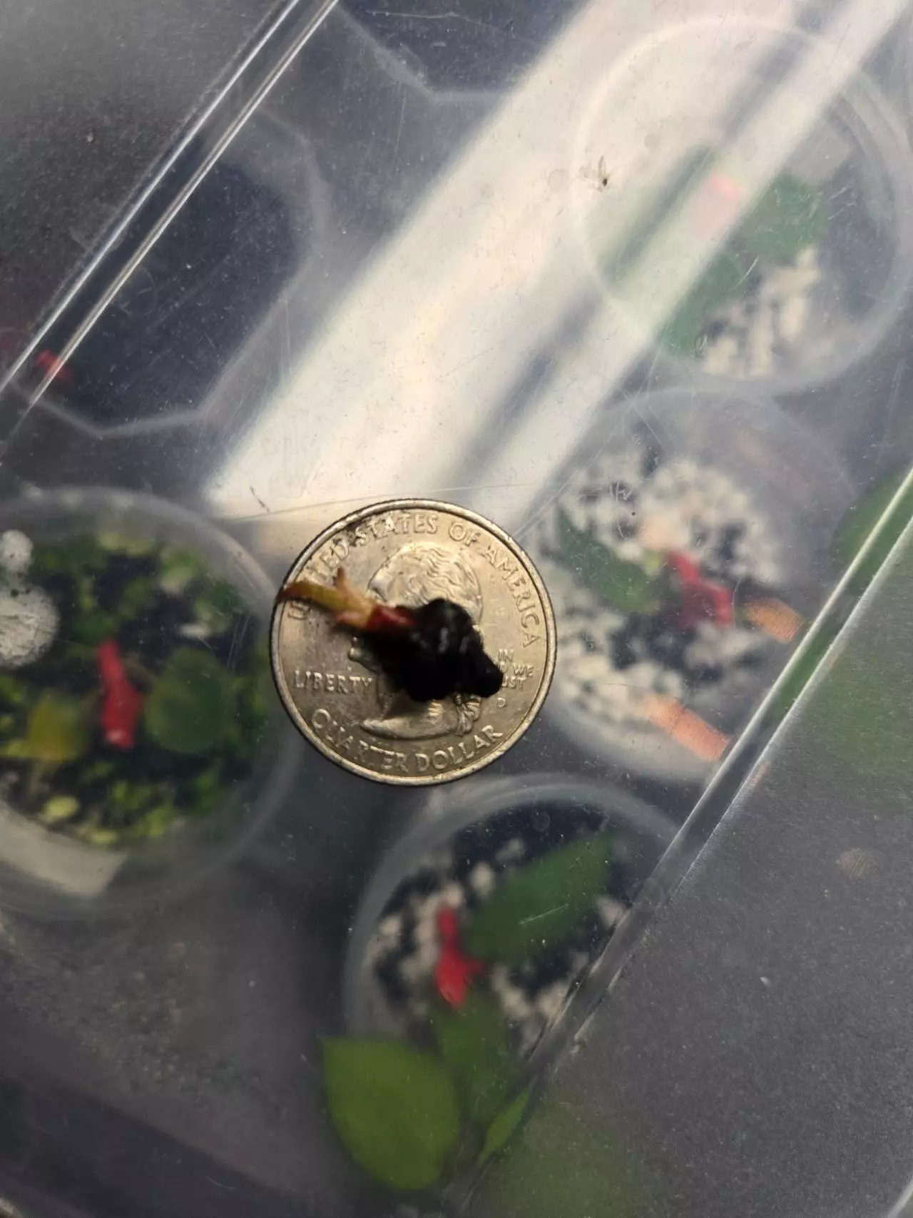 plant/alocasia venom corm-1