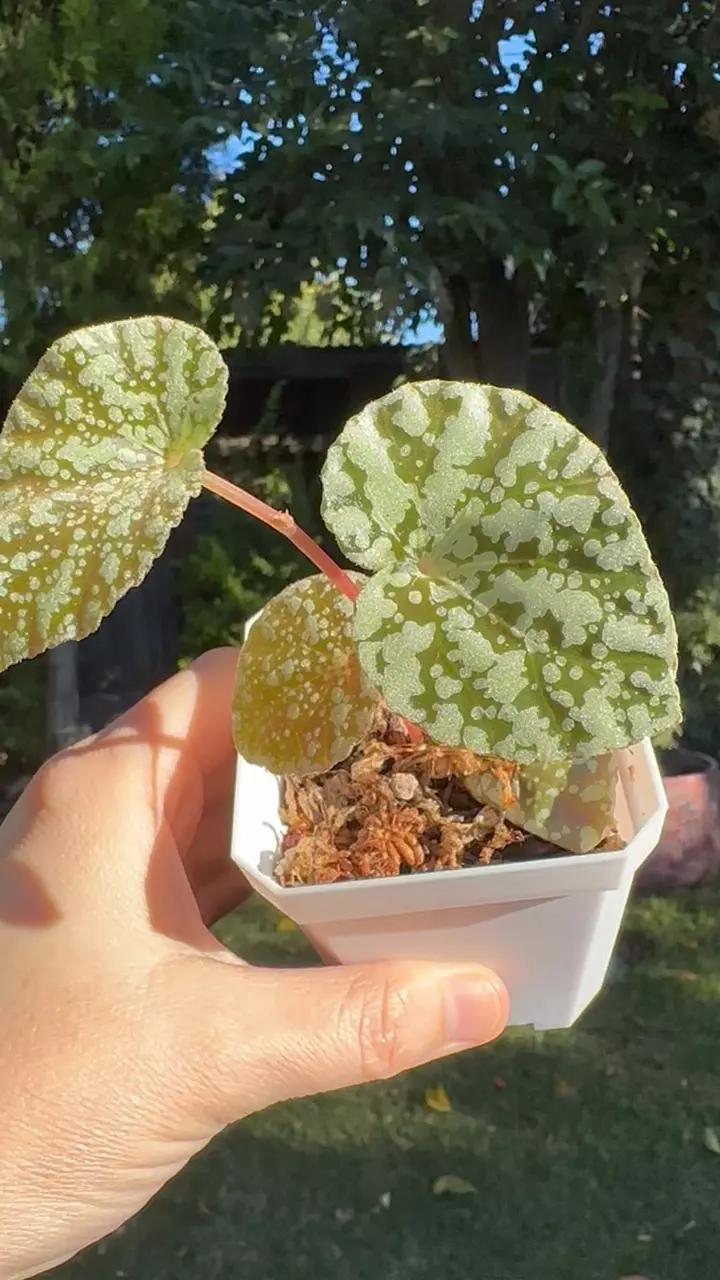 plant/Begonia ‘Moonlight’ Hybrid-1