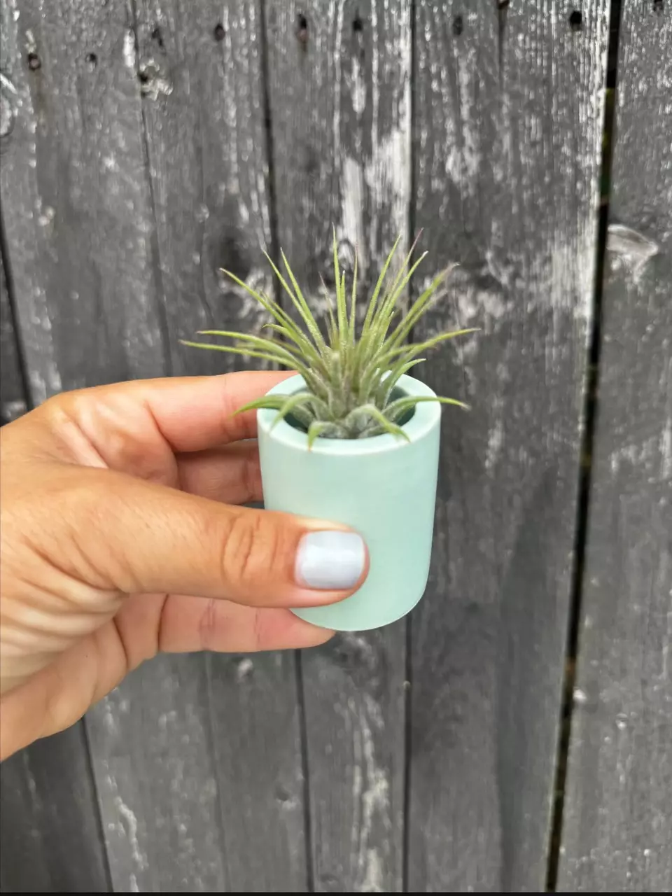 plant/Mint Pixie Pots - set of 3-1