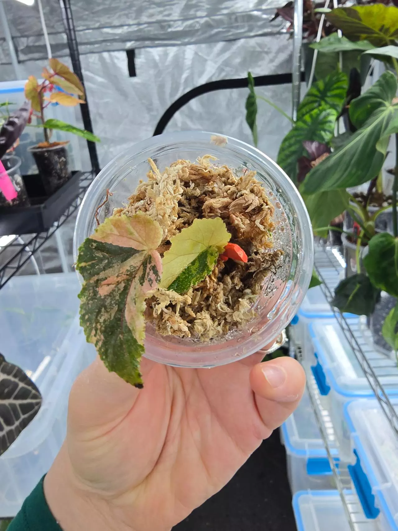 plant/Begonia Ginny Galaxy high variegation cutting-0