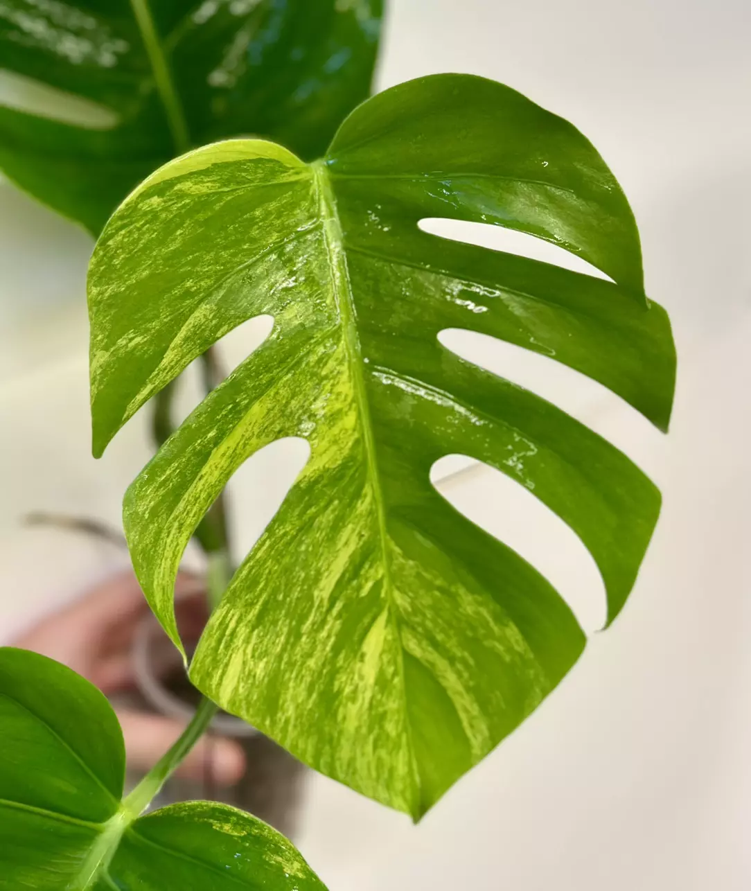 plant/Monstera Aurea-0