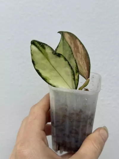 plant/Hoya Nabawanensis Variegated-0-thumbnail