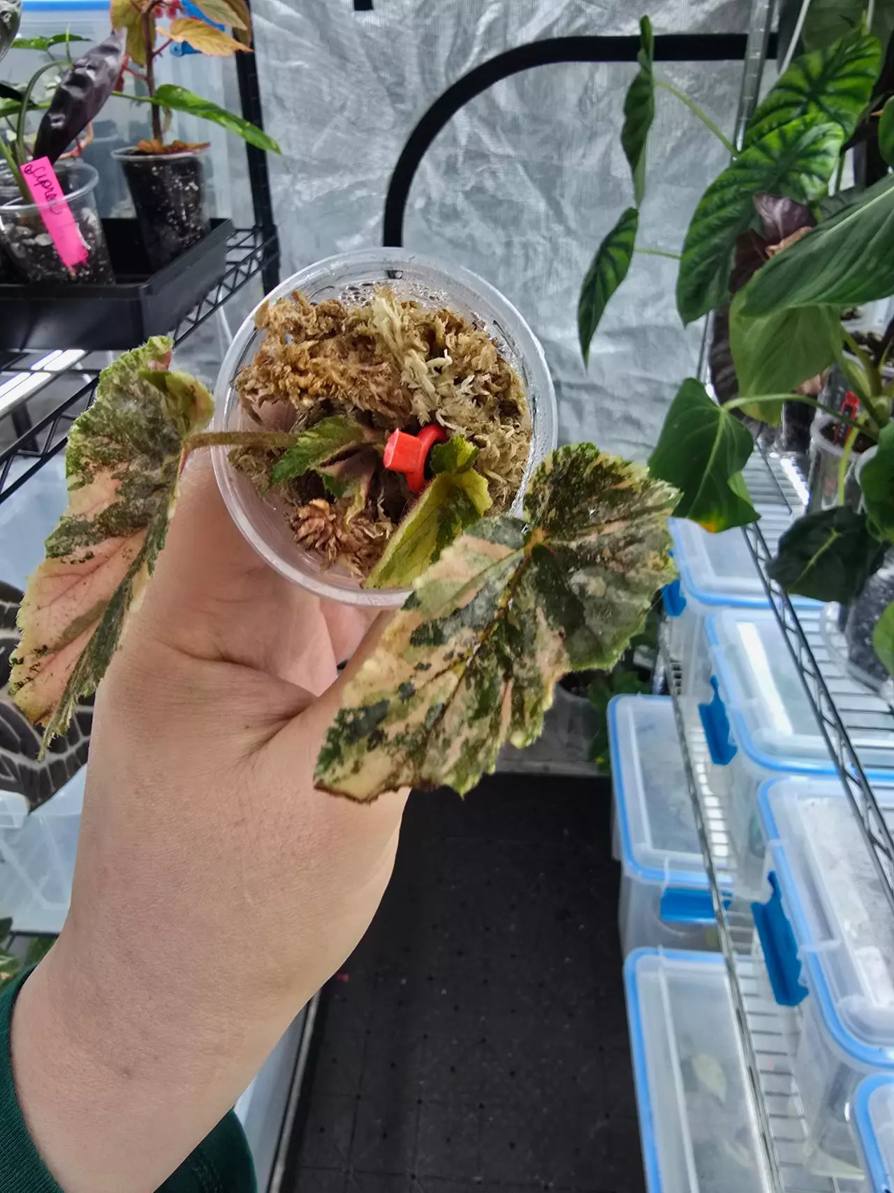 plant/Begonia Ginny Galaxy cutting with high variegation and new growth point-2