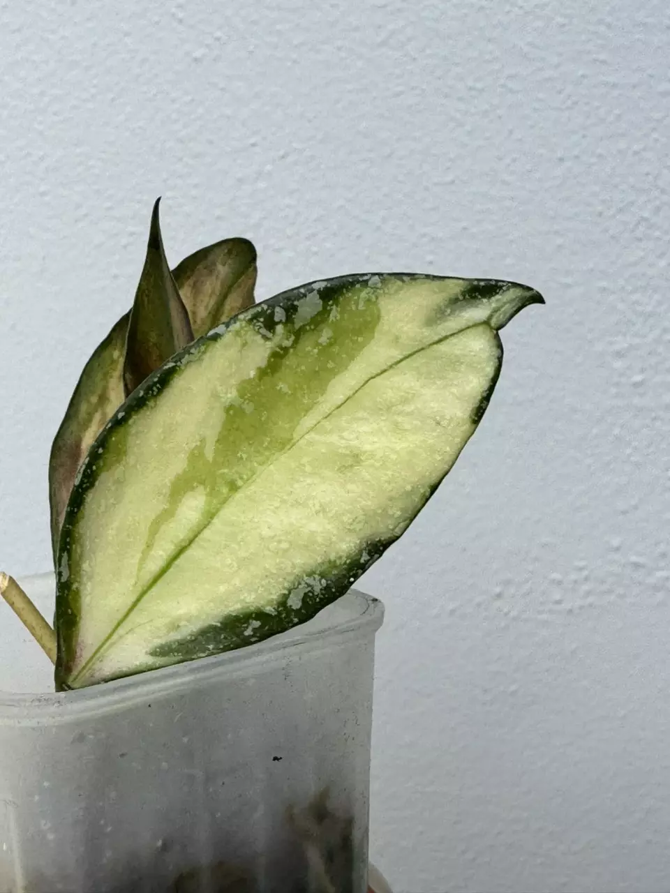 plant/Hoya Nabawanensis Variegated-1