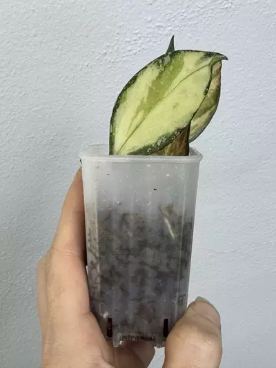 plant/Hoya Nabawanensis Variegated-5-thumbnail