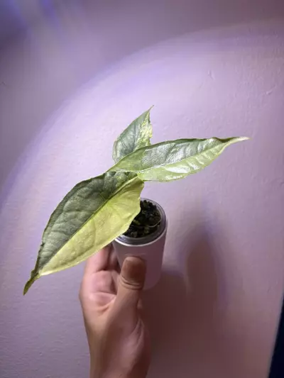 plant/✨Alocasia Dragons Breath Aurea ✨-2-thumbnail