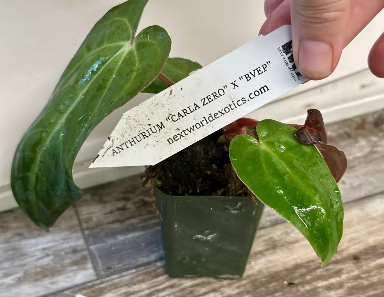 plant/Carla Zero x BVEP Anthurium-1