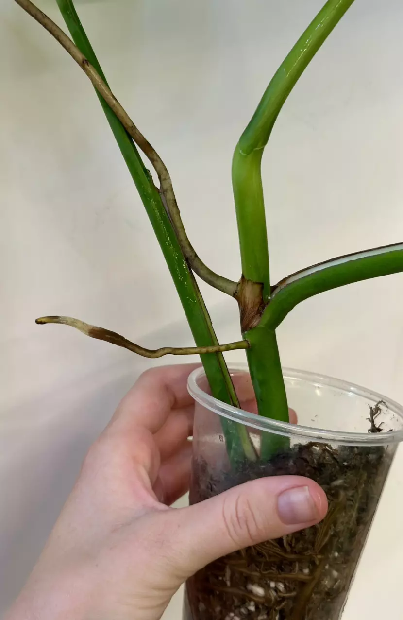 plant/Monstera Aurea-1