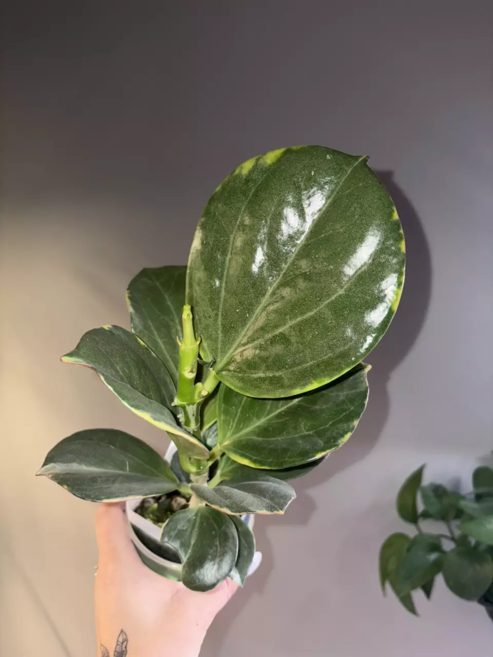 plant/Hoya Pachyclada Albo-0