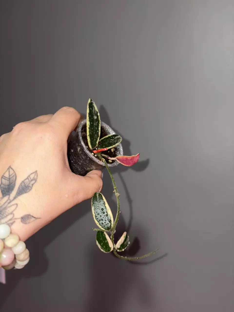 plant/Hoya Lyi Prism Pink flower-0