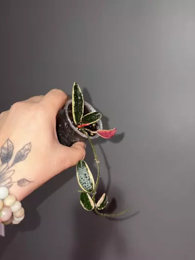 plant/Hoya Lyi Prism Pink flower-0-thumbnail