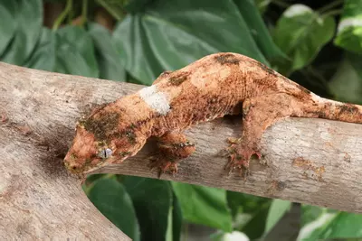 plant/YoPr0224-3-thumbnail