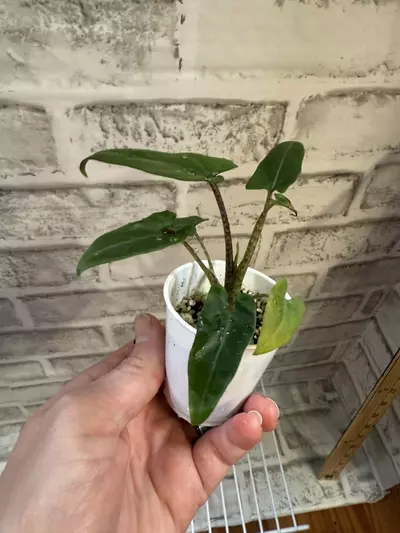 plant/Alocasia Lauterbachiana (from var. mother) 2in pot-2-thumbnail