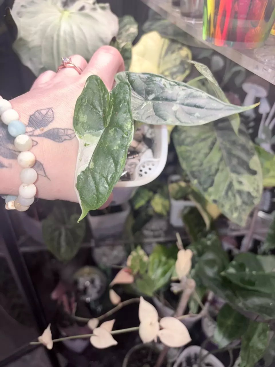 plant/Alocasia Dragon Scale Mint-0