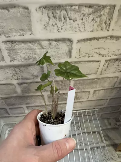 plant/Alocasia Jacklyn 2in pot C-2-thumbnail