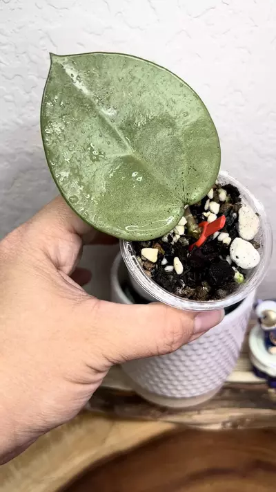 plant/Verticillata silver 🩶 heart-1-thumbnail