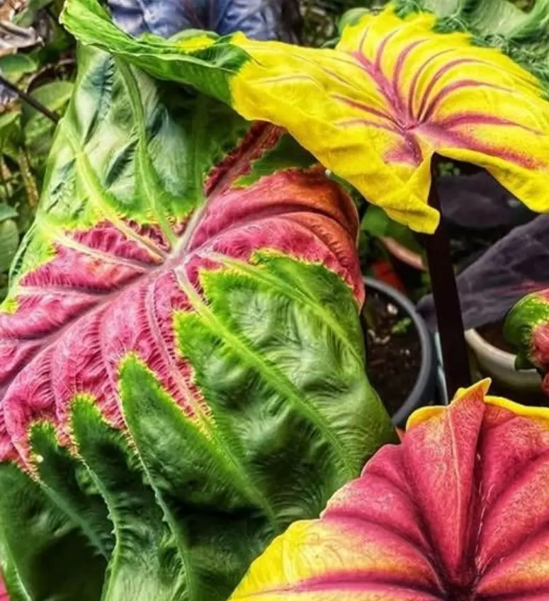 plant/NEW! Colocasia Queen Of Phoenix
（Colocasia Siren Sunmoon） 5pk tc-0