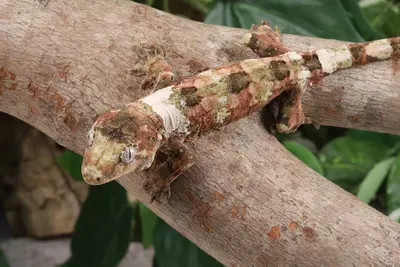 plant/VhRo0224 male-1-thumbnail