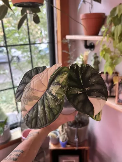 plant/Dragon scale albo-0-thumbnail