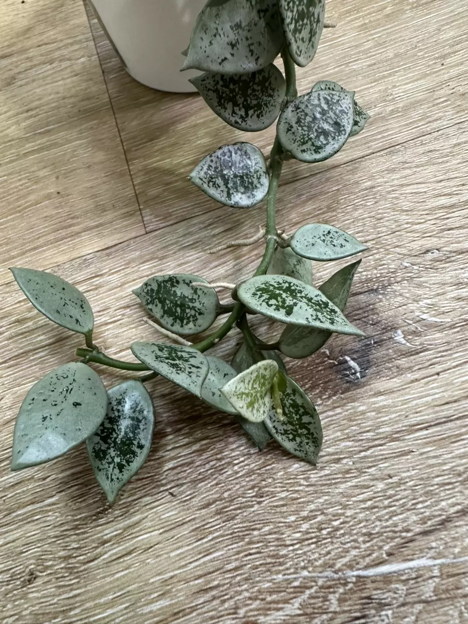 plant/Hoya leopard skin-0