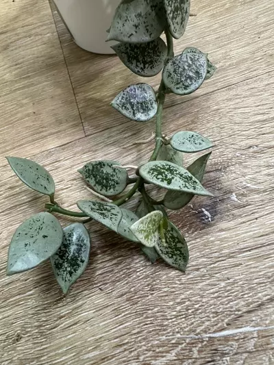 plant/Hoya leopard skin-0-thumbnail
