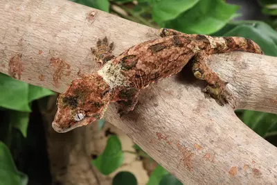 plant/CiJy0224-1-thumbnail