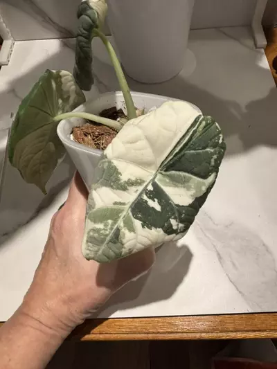 plant/Alocasia Maharani Albo CORM-1-thumbnail