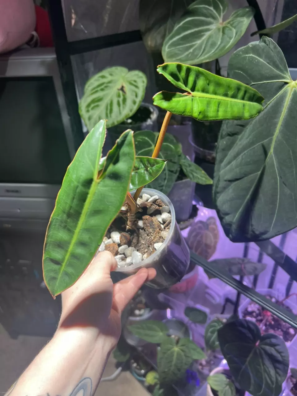 plant/Philodendron Billie-0