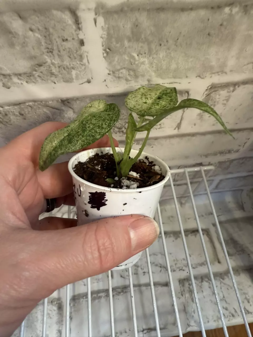 plant/Alocasia Cucullata Mint 2in pot-1