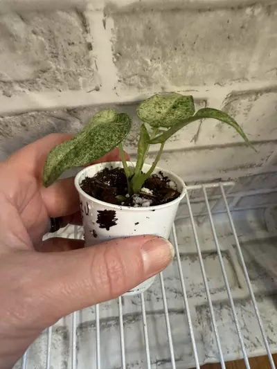 plant/Alocasia Cucullata Mint 2in pot-1-thumbnail