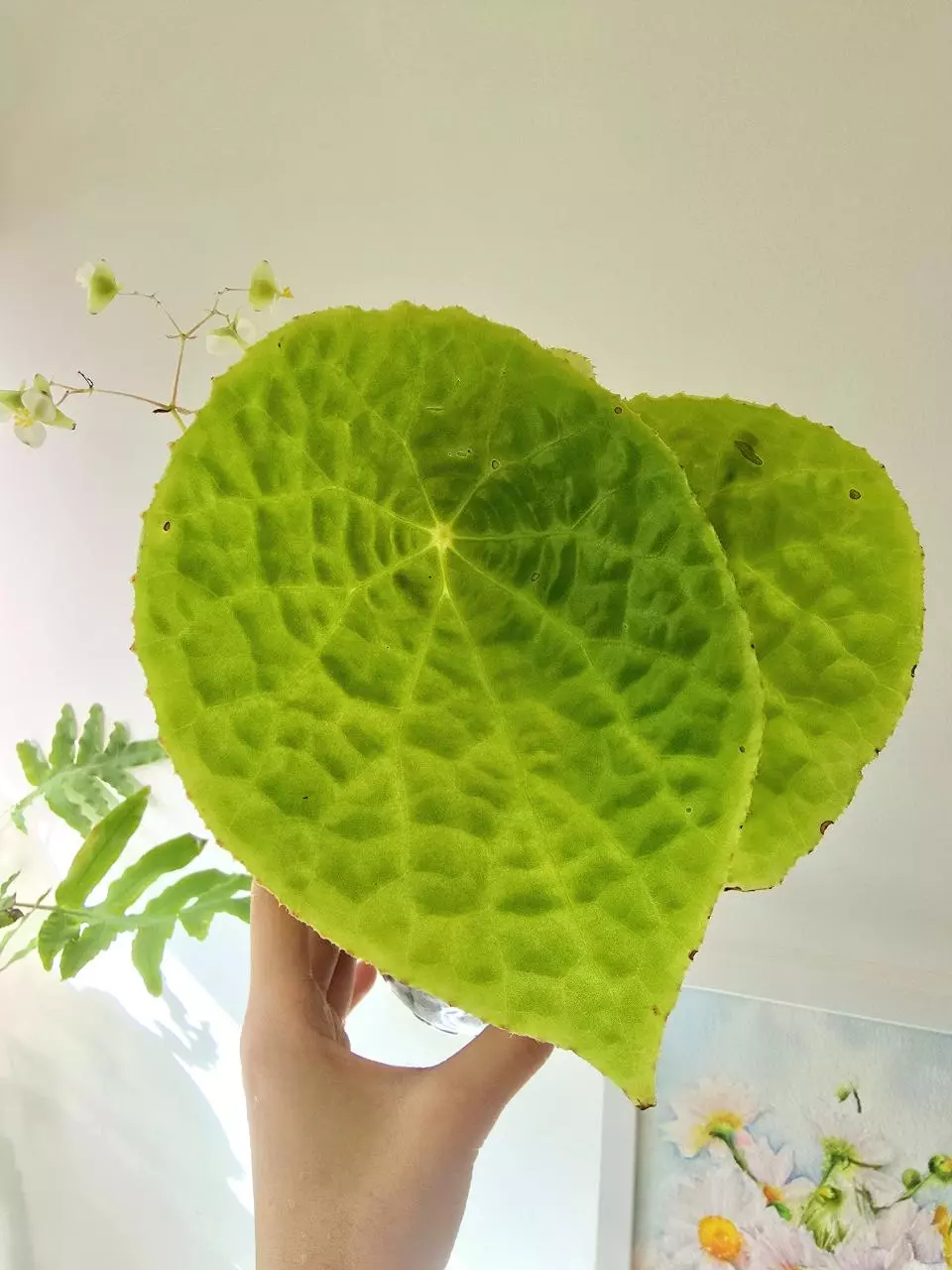 plant/Begonia Natunaensis-1