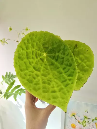 plant/Begonia Natunaensis-1-thumbnail