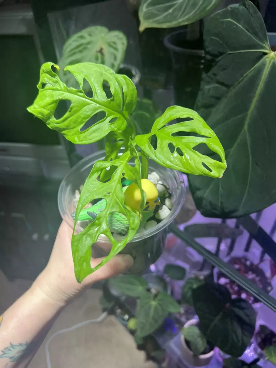 plant/Monstera Adansonii-0