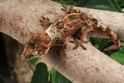 plant/CiJy0224-3-thumbnail