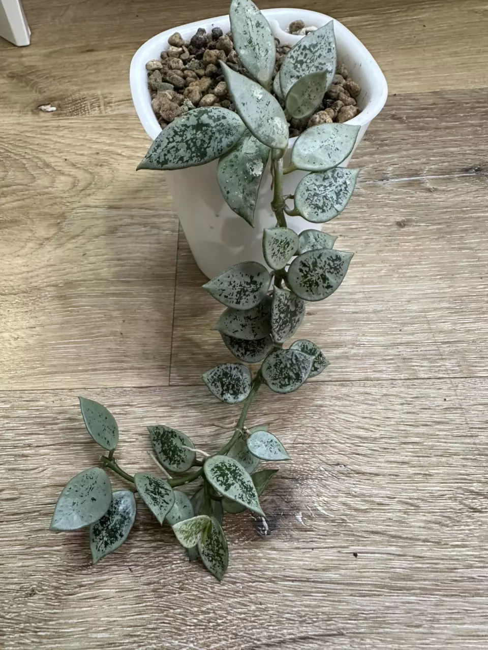 plant/Hoya leopard skin-1