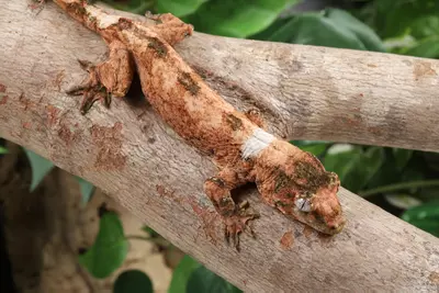 plant/YoPr0224-2-thumbnail