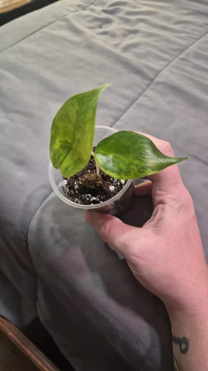 plant/Alocasia Pink Dragon Aurea-0