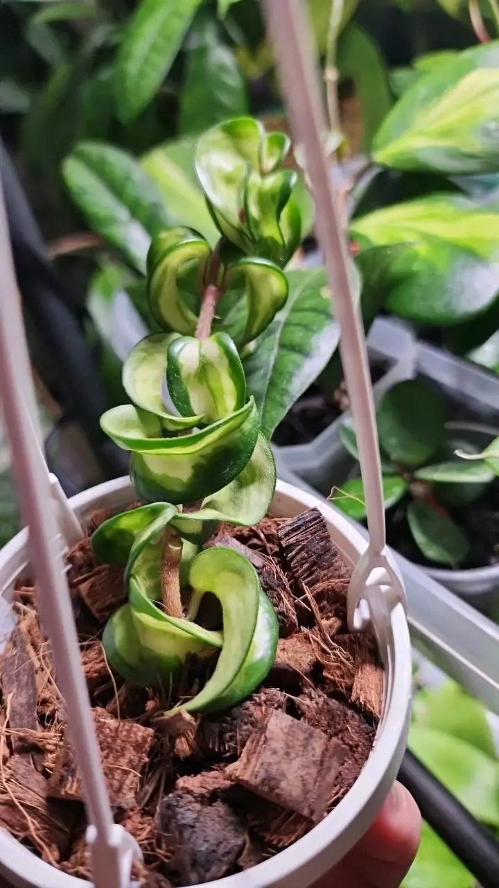 plant/Hoya Mauna Loa-1