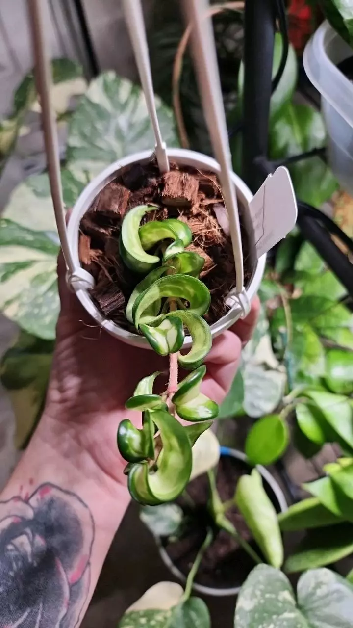 plant/Hoya Mauna Loa-0