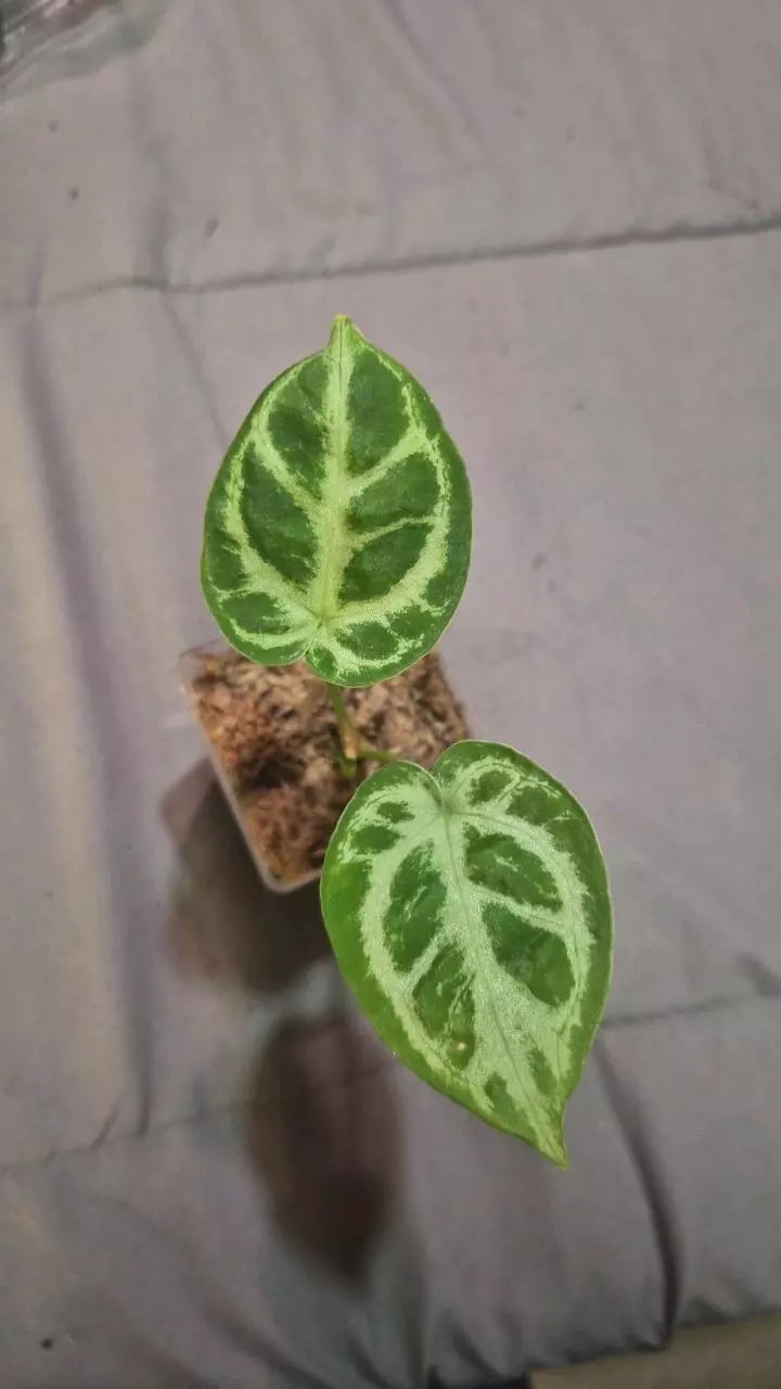 plant/Anthurium Silver Chrome-0